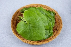 곰취 효능, 제철, 부작용