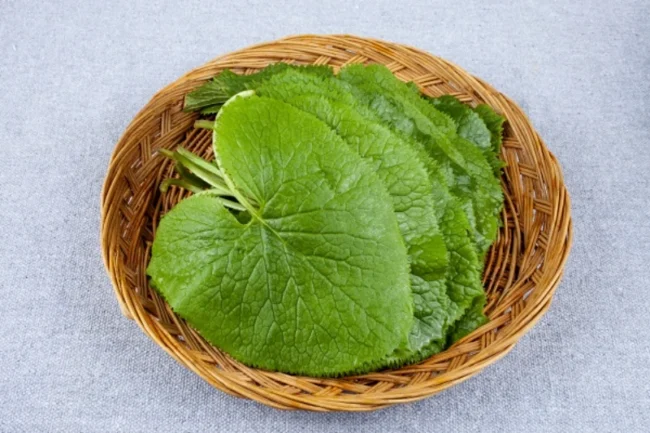 곰취 효능, 제철, 부작용