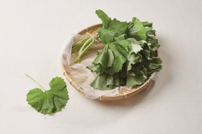 머위 효능, 제철, 부작용