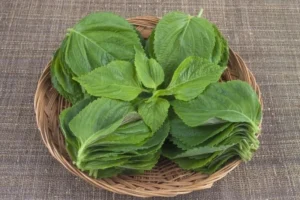 깻잎 효능, 보관법, 부작용