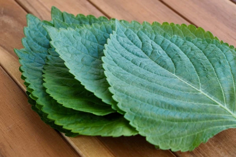 깻잎 효능
