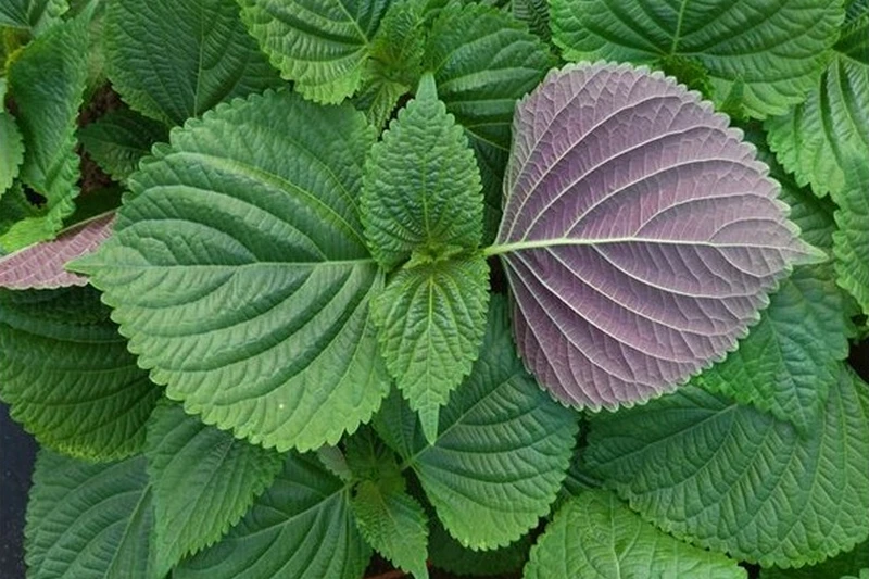 깻잎 부작용